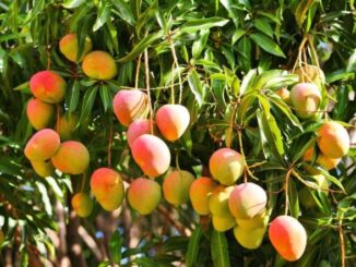 Por esta época del año se da la multiplicacion de los mangos en Barranquilla