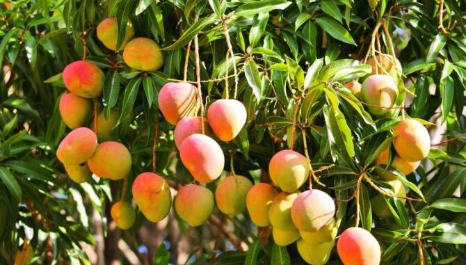 Frutos del mango Por esta época del año se da la multiplicacion de los mangos en Barranquilla