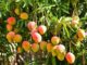 Por esta época del año se da la multiplicacion de los mangos en Barranquilla