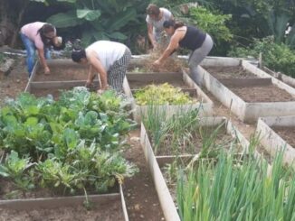 En medio de la crisis alimentaria las huertas caseras son una solución a corto plazo
