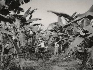 La La “Masacre” de las Bananeras marcó un antes y un después en la lucha sindical de Colombia